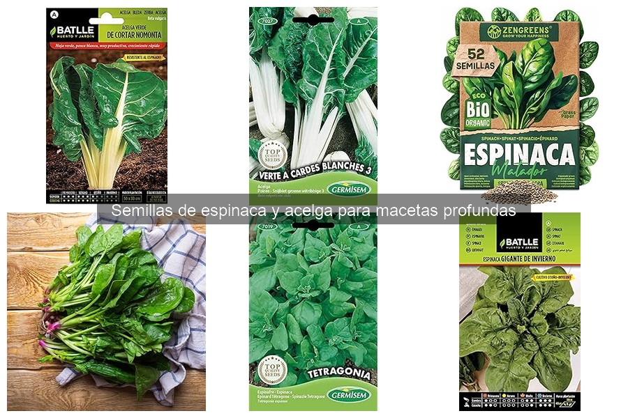 Tiempo de germinación de semillas de espinaca y acelga