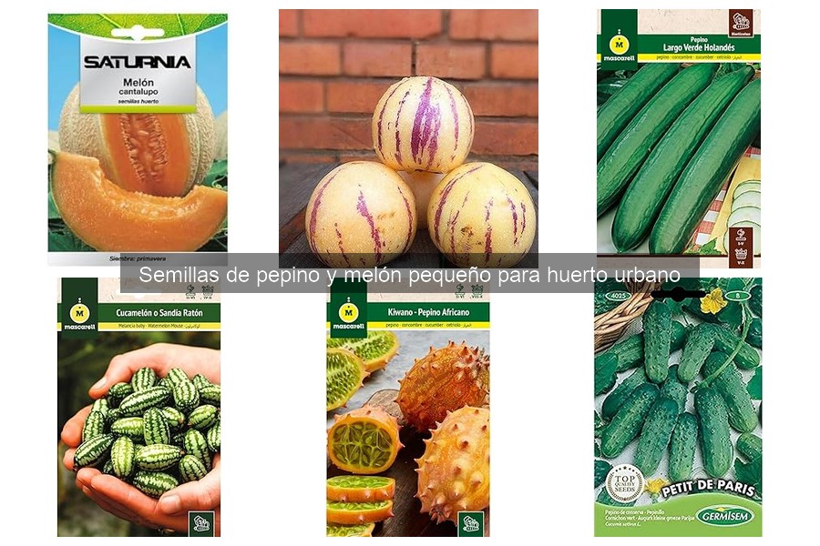 Tiempo de germinación de semillas de pepino y melón pequeño