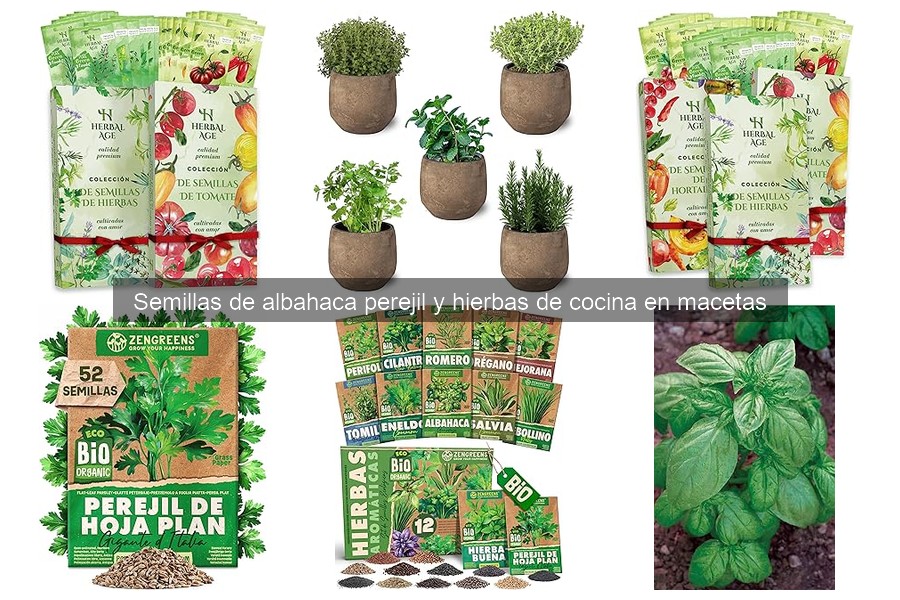 Tiempos de germinación de semillas de albahaca