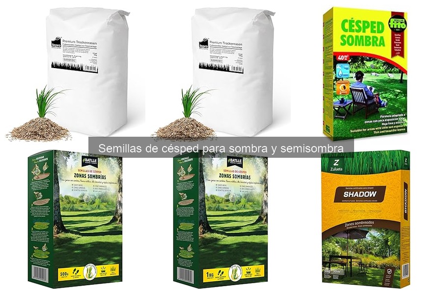 Tipos de semillas de césped ideales para sombra