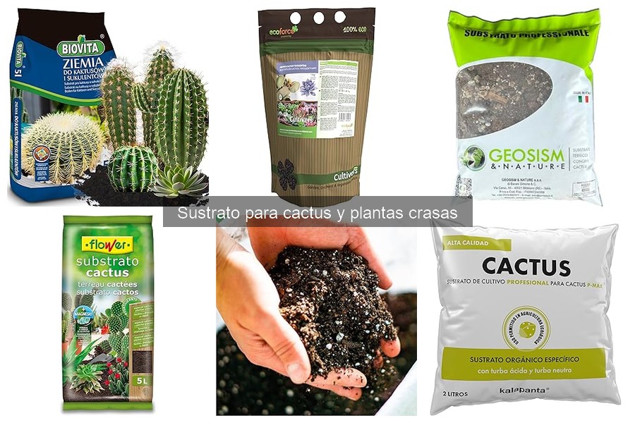 Tipos de sustratos para cactus y plantas crasas