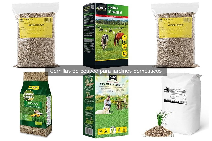 Todo sobre las semillas de césped para tu jardín