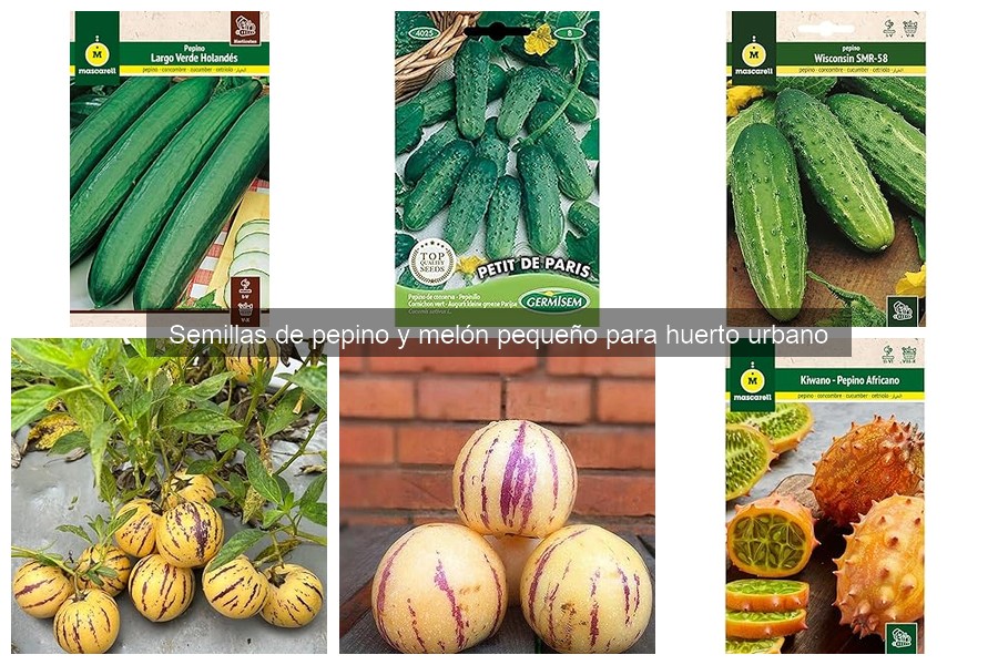 Variedades de Semillas de Pepino y Melón para Huertos Urbanos