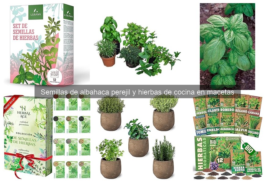 Ventajas de cultivar hierbas en macetas vs. jardín