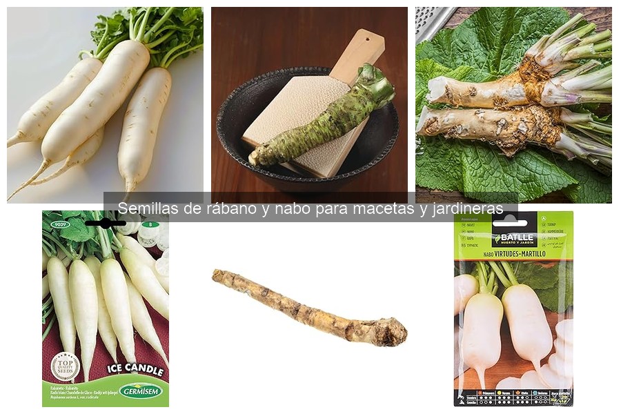 Ventajas de Cultivar Nabos vs Rábanos en Macetas