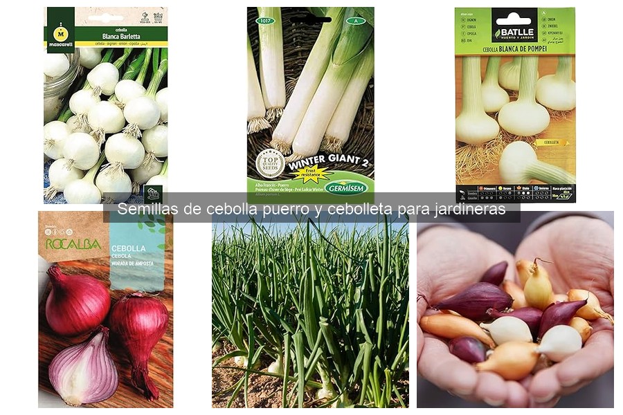 Ventajas y desventajas de sembrar cebolla puerro en jardineras